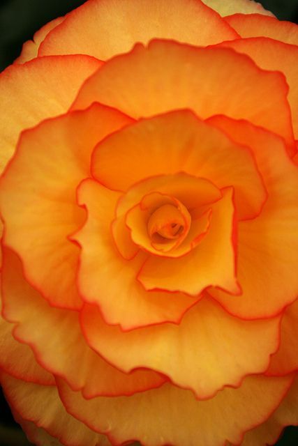 Belle Rose, Orange And Yellow, Arte Floral, Happy Colors, Flower Beauty, Beautiful Blooms, Orange Flowers, Yellow Rose, Love Flowers