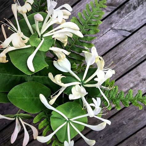 honeysuckle flowers Honeysuckle Bouquet, White Honeysuckle, Honeysuckle Flowers, Honeysuckle Flower, Sweet Fragrance, Popular Flowers, Anniversary Decorations, Beautiful Centerpieces, Sweet Fragrances