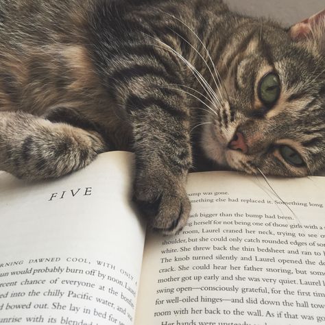 Beautiful brown tabby makes the purrfect bookmark. Cars Pictures, Brown Tabby, Cat Reading, Curious Cat, Cat Books, Cat Aesthetic, Open Book, Cat Care, Cute Cars