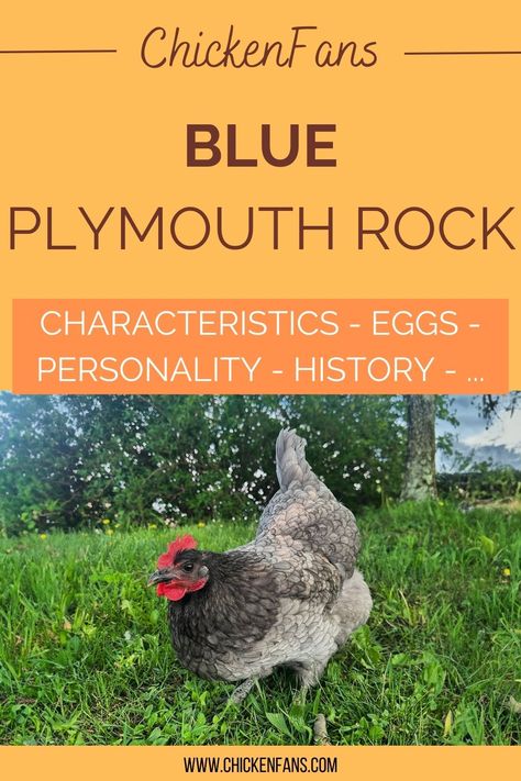 Blue Plymouth Rock chickens stand out as a beautiful heritage breed with gorgeous blue-gray plumage. Plymouth Rocks have won the hearts of chicken keepers and poultry enthusiasts worldwide. This less common variety of the Plymouth Rock breed is resilient, cold-hardy, and beginner-friendly. Plymouth Blue Rock Chicken, Blue Plymouth Rock Chicken, Java Chicken, Largest Chicken Breed, Plymouth Rock Chicken, Plymouth Colony, Types Of Feathers, Blue Chicken, Rock Family