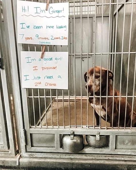 Sad Shelter Dog Finally Gets Adopted After Waiting 7 Years For A Home | FaithPot Osage Beach, Dog Waiting, Springfield Missouri, Shelter Dog, Labrador Retriever Mix, Pitbull Mix, Celebration Quotes, Chihuahua Dogs, Animal Stories