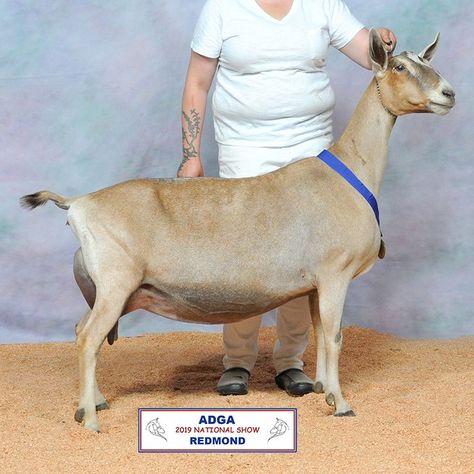 Dairy Goat Show, Dairy Goats, Majorca, Farm Animals, A Tree, Goats, Penny, Dairy, Horses