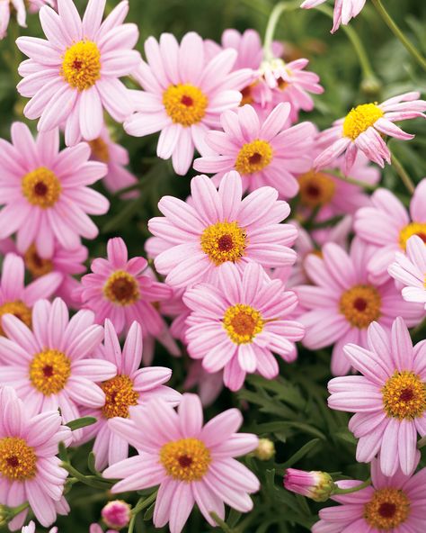 Molimba® Pink - Marguerite Daisy - Argyranthemum frutescens Daisy Plant, Marguerite Daisy, Pink Perennials, Pink Daisies, Peonies And Hydrangeas, Plant Catalogs, Cottage Garden Plants, Garden Pictures, Pink Daisy