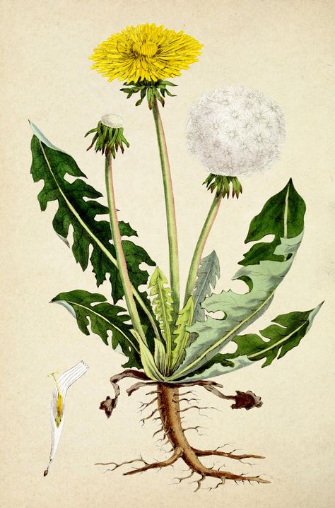 Illustration Botanique Vintage, Herbs Illustration, Istoria Artei, A Dandelion, Illustration Botanique, Botanical Illustration Vintage, Vintage Botanical Prints, Scientific Illustration, Botanical Drawings