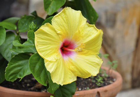 Tropical hibiscus is a flowering shrub that displays big, showy blooms from spring through autumn. Growing tropical hibiscus in containers on a patio or deck is a good option; hibiscus performs best when its roots are slightly crowded. Read here to learn more. Hibiscus Tree Care, Growing Hibiscus, Hibiscus Garden, Hibiscus Tree, Hardy Hibiscus, Yellow Hibiscus, Hibiscus Plant, Container Gardening Flowers, Tropical Hibiscus