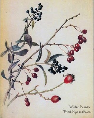 Edith Holden (1871-1920)  "Winter Berries" Berries Illustration, Country Diary Of An Edwardian Lady, Edith Holden, Fauna Illustration, Edwardian Lady, Winter Berries, Illustration Botanique, Vintage Botanical Prints, Scientific Illustration