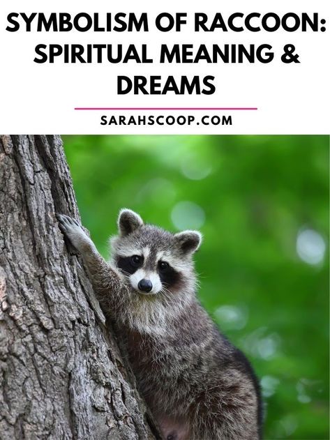 symbolism of raccoon Raccoon Spiritual Meaning, Goat Meaning, Totem Animals, Here's The Scoop, Spiritual Meaning, Animal Totems, Racoon, Meant To Be, Spirituality