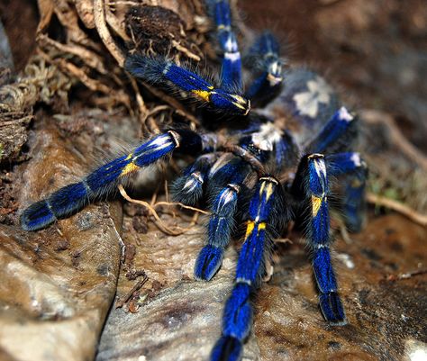 Poecilotheria metallica; the Gooty Sapphire Ornamental Tarantula. Poecilotheria Metallica, Blue Tarantula, Akhal Teke, Unusual Animals, Arthropods, Rare Animals, Endangered Animals, Animal Species, Arachnids