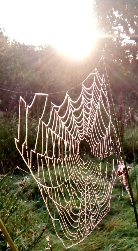 How pretty do these spiders webs look with a coating of dew? Maybe the inspiration for Victorian chandeliers? #SolaceInNature #spiderweb #positivity #joy #vitaminN Victorian Chandeliers, Spiders Webs, Victorian Chandelier, Spiders, Spider Web, Chandeliers, Nature