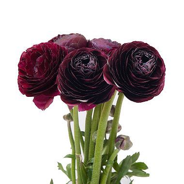 Ranunculus, Burgundy (choose stem count) Tissue Paper Roses, Purple Ranunculus, Persian Buttercup, Carlsbad Flower Fields, Wedding Party Bouquets, Goth Garden, Plants Uk, Bouquet Box, Table Arrangements Wedding