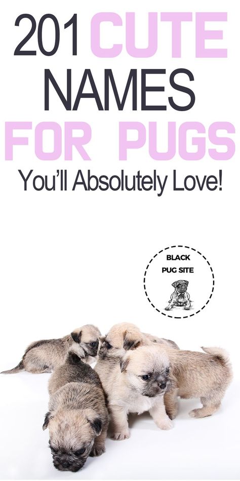 Check out this list of cute dog names you’ll love for your Puppy. Find dog names for girls, boys, food names, and even Disney names. Girl Pug Names, Puppy Girl Names, Puppies Names, Puppies Names Female, Cute Dog Names, Pug Facts, Cute Puppy Names, Pug Names