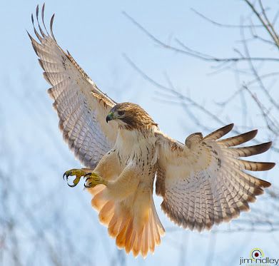 Redtailed Hawk, Birds With Names, Audobon Birds, Hawk Flying, Birds Pictures, Raptors Bird, Types Of Birds, Hawk Bird, Birds In The Sky