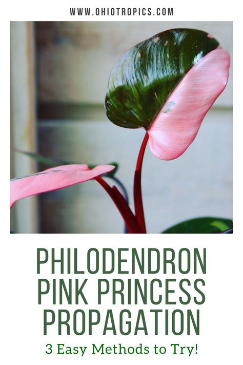 Propagate Philodendron, Philodendron Erubescens, Pink Princess Philodendron, Princess Philodendron, Philodendron Care, Philodendron Pink Princess, Philodendron Plant, Pothos Plant, Pink Plant