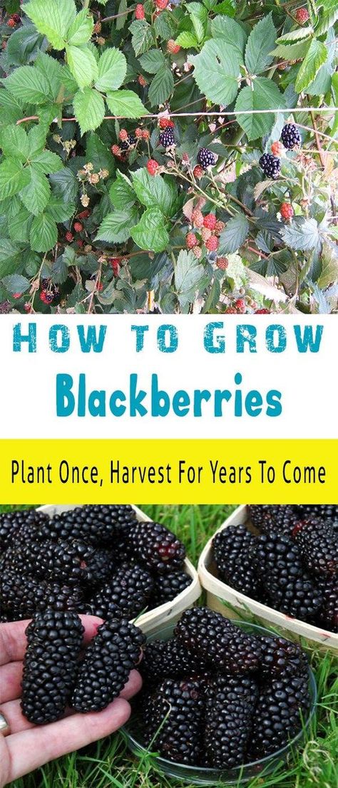 Blackberries are usually big plants and unsuitable for pots, but the thornless varieties are less vigorous and can be successfully grown in a large container. How to plant blackberries: Before you … How To Grow Blackberries, Grow Blackberries, Grow Berries, Thornless Blackberries, Plantarea Legumelor, Blackberry Plants, Growing Blackberries, Hydroponic Growing, Garden Vines