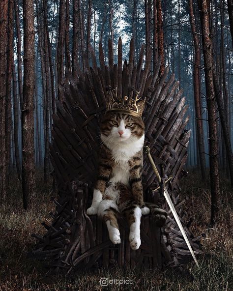 Rexi cat @rexiecat: “The King who deserves the Iron Throne!” Game Of Thrones Cat, Photoshopped Animals, Business Quote, Citation Entrepreneur, Funny Photoshop, Entrepreneur Motivation, Funny Cat Pictures, Funny Cat Videos, Silly Cats