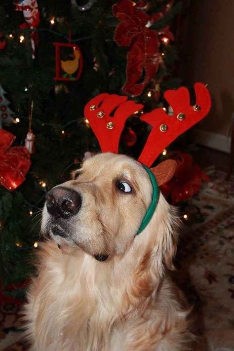 This festive pup who has his eye on Santa's cookies. Dog Christmas Pictures, Dog Match, Golden Retriever Christmas, Christmas Dreaming, Animal Room, Christmas Puppy, Dog Costumes, Dog Illustration, Christmas Animals