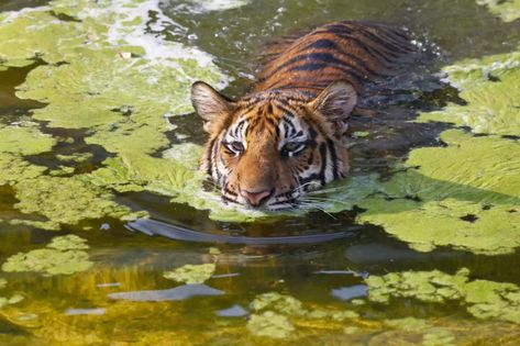 Thailand Tiger, Tiger In Water, Types Of Tigers, Indochinese Tiger, Animal Body Parts, Panthera Tigris, Tiger Pictures, Animal Study, Pet Tiger