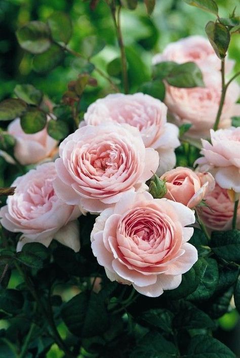 inlovewithlovealways - Tumblr Queen Of Sweden Rose, Queen Of Sweden, Hgtv Garden, نباتات منزلية, Austin Rose, Rose Queen, Natural Flowers, Belle Rose, Have Inspiration