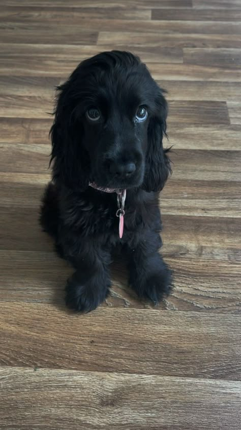 Baby Cocker Spaniel Puppies, Cocker Spaniel Puppy Aesthetic, Black Cocker Spaniel Puppies, Aesthetic Cocker Spaniel, Cute Black Cocker Spaniel, Working Cocker Spaniel Puppies, Black Cocker Spaniel, Cute Dogs Images, Cocker Spaniel Puppies