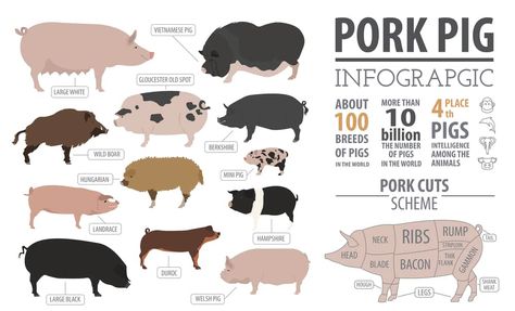 Hampshire Pigs: Complete Breed Guide - Northern Nester Cinderella Birthday Party Decorations, Hampshire Pig, Berkshire Pigs, Pig Breeds, Pig Feed, Raising Pigs, Pig Farming, Pet Pigs, Infographic Template