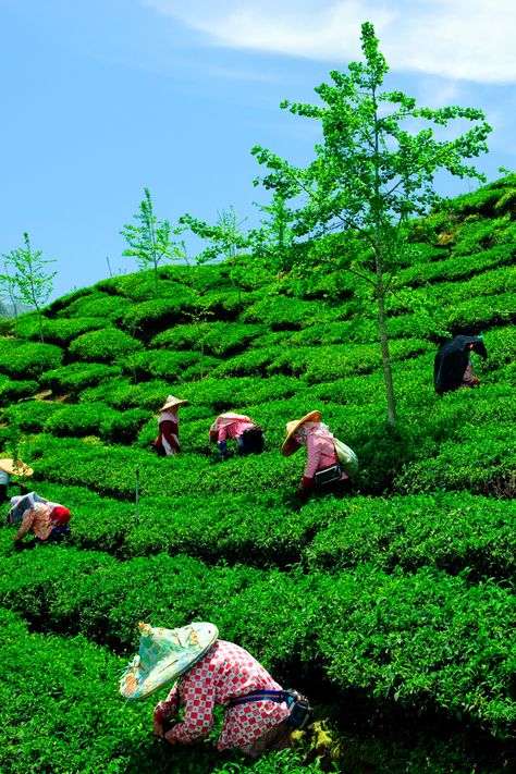 #AssamTea #TeaCulture #IndiaTravel #DarjeelingEstate #FlavorfulTea #TeaJourney #HeritageAndCulture #ScenicViews #TeaExperience Assam Tea Garden, Darjeeling Tea Garden, Assam Culture, Tea Story, Tea Gardens, Darjeeling Tea, Mussoorie, Tea Culture, Darjeeling