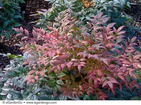 Nandina domestica 'Gulf Stream' | Common Name: Compact Heavenly Bamboo | eGardenGo Heavenly Bamboo, Nandina Domestica, Landscaping A Slope, Gulf Stream, Foundation Planting, Best Plants, Garden Shrubs, How To Attract Birds, Wedding Flower Inspiration