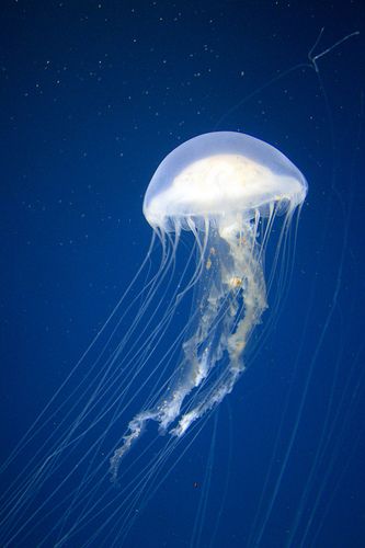 Raising Pet Jellyfish: Jellyfish Species Index Jellyfish Species, Pet Jellyfish, Jellyfish Facts, Jellyfish Sting, Jellyfish Lantern, Jellyfish Jewelry, Jellyfish Costume, Jellyfish Illustration, Jellyfish Photography