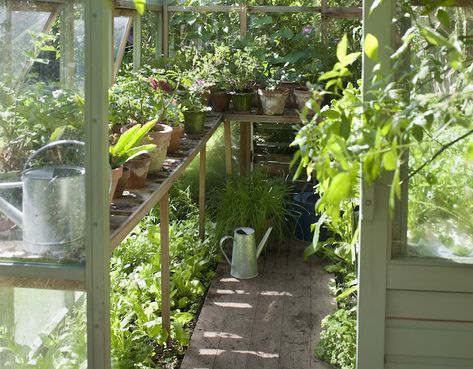 Greenhouse Staging, Greenhouse Shelves, Diy Greenhouse Plans, Lean To Greenhouse, Garden Organization, Large Greenhouse, Greenhouse Shed, Build A Greenhouse, Small Front Yard