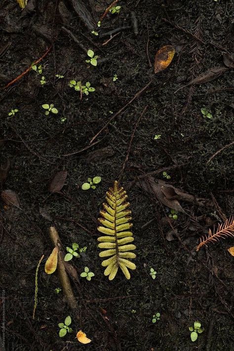 Earth Soil Aesthetic, Earth Element Photography, Hands In Dirt, Old Growth Forest Aesthetic, Forest Floor Aesthetic, Earth Aesthetic Element, Firbolg Aesthetic, Earth Asethic, Earth Powers Aesthetic