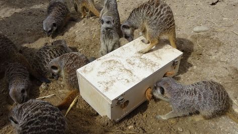 Meerkat Brush Box Enrichment Rhesus Macaque, Zoo Enrichment, Enrichment Projects, Animal Enrichment, Maned Wolf, Small Mammals, Zoo Ideas, Animals Food, Pet Wellness