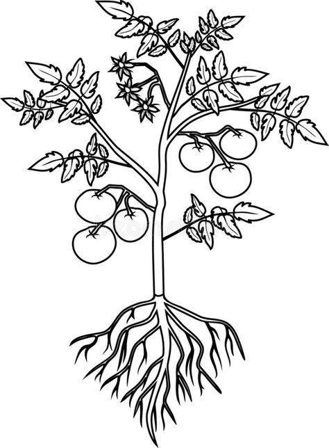 Parts of plant colouring page matching card Tomato Plant Drawing, Tomato Drawing, Tanaman Tomat, Roots Drawing, Fall Leaves Coloring Pages, Plants Worksheets, Outline Pictures, Sliced Tomatoes, Planting For Kids