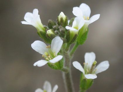 A matter of time. Plant defences are well clocked. Small Flowering Plants, Education Day, Tiny Plants, Science News, Biotechnology, Growing Food, Botany, Science And Technology, Biology