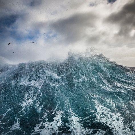 Drake Passage, Large Waves, Sea Witch, Blue Ridge Mountains, Bird Photo, Blue Ridge, Mother Nature, Art Museum, Drake