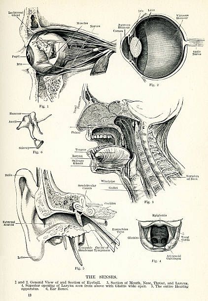 Human Nose, Human Senses, Medical Drawings, Eye Socket, Eye Anatomy, Human Ear, Human Anatomy Art, Medical Anatomy, Medical Art