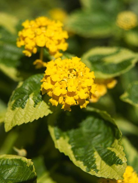 Lantana Heat Tolerant Plants, Glowing Flowers, Patio Trees, Growing Vines, Full Sun Plants, Dog Days Of Summer, Sun Plants, Have Inspiration, Climbing Vines