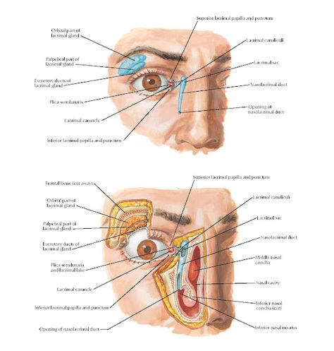 Lacrimal Apparatus Anatomy Orbital part of lacrimal gland, Palpebral part of lacrimal gland, Middle nasal concha, Inferior nasal concha (cut), Orbital part of lacrimal gland, Excretory ducts of lacrimal gland, Palpebral part of lacrimal gland, Plica semilunaris and lacrimal lake, Excretory ducts of lacrimal gland, Opening of nasolacrimal duct, Superior lacrimal papilla and punctum, Lacrimal canaliculi, Lacrimal sac, Nasolacrimal duct, Plica semilunaris, Lacrimal caruncle, Frontal bone (cut away Orbit Anatomy, Frontal Bone, Facial Anatomy, Nasal Cavity, Social Behavior, Medical Knowledge, Eye Health, Head And Neck, Biology