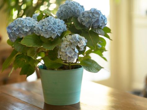 Hydrangea Potted, Big Leaf Hydrangea, Hydrangea Varieties, Bigleaf Hydrangea, Preserved Hydrangea, Hydrangea Care, Growing Hydrangeas, Flower Wallpapers, Hydrangea Macrophylla