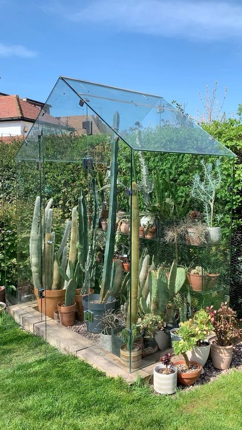 theplantrescuer on Instagram: Finally all my cacti and succulents are in their new greenhouse. After years of suffering low light inside my house I’m excited to see… Cactus Greenhouse, Green House, Cacti And Succulents, The Plant, Low Light, Low Lights, My House, My Dream Home, Garden Ideas