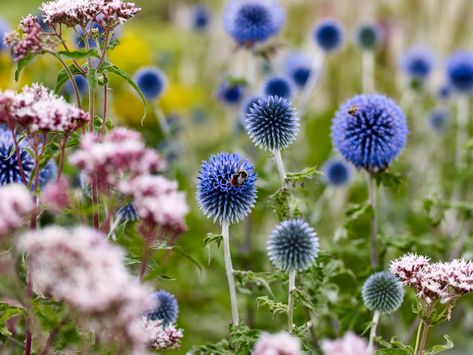 Alium Flower Border, Gardeners World, Best Plants, Mediterranean Garden, Flower Border, Cool Plants, Planting, Bbc, Borders