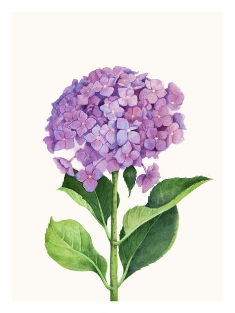 Purple Hydrangea Drawing, Purple Painted Flowers, Hortensia Watercolor, Living In San Diego, Hydrangeas Art, Watercolor Hydrangea, Purple Painting, Purple Hydrangea, Flower Drawing Design