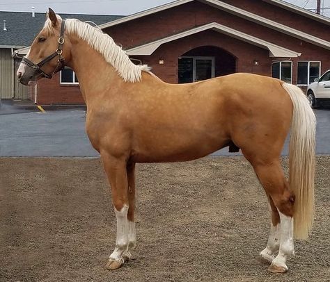 Palimeno Horse, Palomino Draft Horse, Andulasian Horse, Horse Colors, Aqha Stallion, Kathiyawadi Horse, Warmblood Horses, Palomino Horse, Mustang Horse