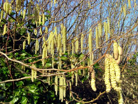 Hazel Tree, Cupressus Sempervirens, Blue Fruits, Farm Tools, How To Grow Taller, Southern Italy, Ornamental Plants, Favorite Flowers, Garden Soil