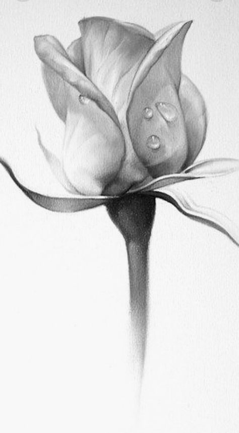 Rose Study Drawing, Sketches Of Flowers Realistic, Simple Pencil Drawings Of Nature, Realism Flower Drawing, Flower Charcoal Drawing, Realistic Flower Drawing Pencil, Flowers Drawing Realistic, Flower Drawing Realistic, Flower Pencil Drawings