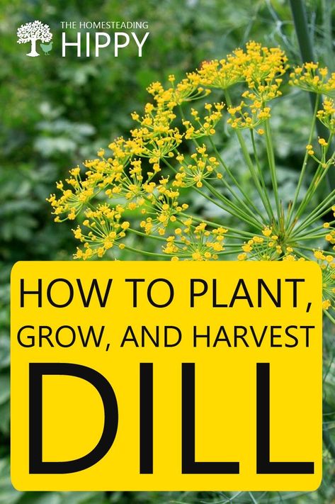 Dill Plant Care, Growing Dill, Growing Dill Indoors, Growing Dill Outdoors, Grow Dill, Growing Dill In A Container, How To Harvest Dill, Dill Plant How To Grow, How To Harvest Dill Seeds