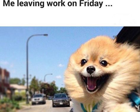 15 Funny Pomeranian Memes That Will Make Your Day! | The Paws Pomeranian Memes, Friendly Dogs, Pomeranian Lovers, Dog Tie, Sweet Cat, Cat Ideas, Workout Memes, Pomeranian Dog, 12 Signs