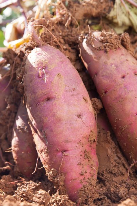 Best Tips For Digging And Storing Sweet Potatoes • The Farmer's Lamp Storing Sweet Potatoes, Sweet Potato Harvesting, When To Harvest Sweet Potatoes, Potato Harvesting, When To Harvest Potatoes, Potatoes In Containers, Grow Sweet Potatoes, Potato Farm, When Are Potatoes Ready To Harvest