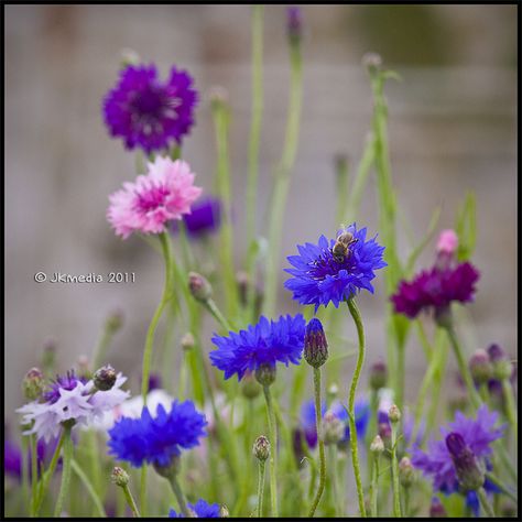 Bachelor buttons, or the Corn Flower. The Official flower of the ALS society. I'd like to get a tattoo of these on my foot. Allotment Inspiration, Corn Flowers, Corn Flower, Bachelor Buttons, Wildflower Field, Flower Purple, Desert Garden, Pollinator Garden, Beautiful Rose Flowers