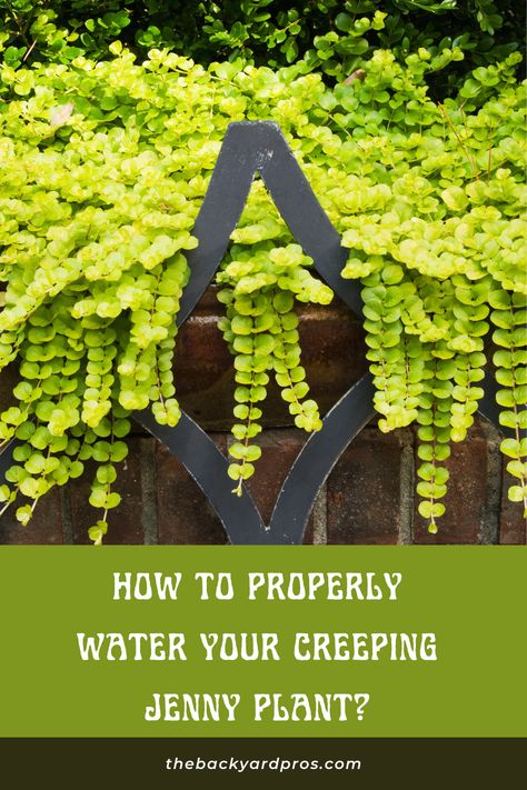 Quenching Creeping Jenny's thirst made easy! Dive into the world of plant care and learn the art of watering this beautiful ground cover. From golden splendor to garden glory, find out how often to provide the life-giving drink your Creeping Jenny craves. 🌼🚿 #WateringTips #GardenLove #CreepingJennyCare Creeping Jenny Ground Cover, Creeping Jenny Plant, Ground Covers, Creeping Jenny, Garden Hacks, Fast Growing Plants, Potted Trees, Herbaceous Perennials, Top Soil