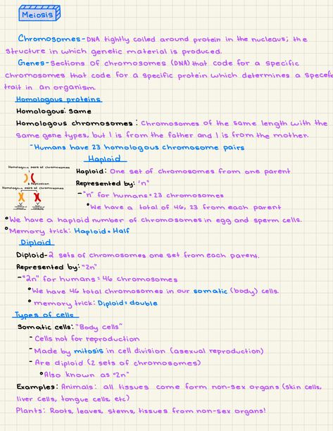 Class 12th Biology Notes, Grade 12 Biology Notes, Meiosis Notes, Grade 10 Biology Notes, Biology Mitosis Meiosis Notes, College Studying, Organization Notes, Biology Facts, Effective Study Tips