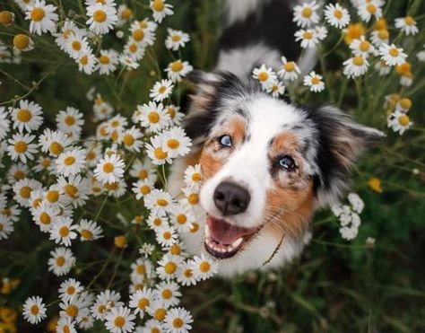 Pet Photography Poses, Dog Photoshoot Pet Photography, Animal Photoshoot, Puppy Photography, Photos With Dog, Dog Photoshoot, Corgi Funny, Cute Dog Photos, Australian Shepherd Dogs